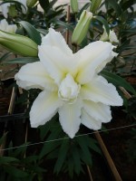 [5295 Carolina No01.JPG]